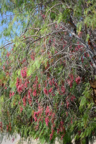 Árbol Con Ramas Hojas Flora Follaje — Foto de Stock