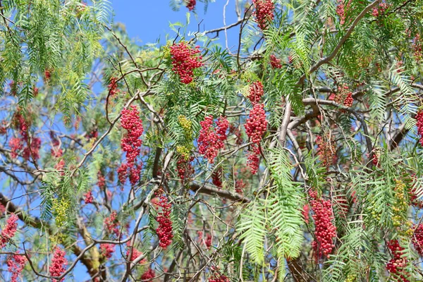 Árbol Con Ramas Hojas Flora Follaje — Foto de Stock