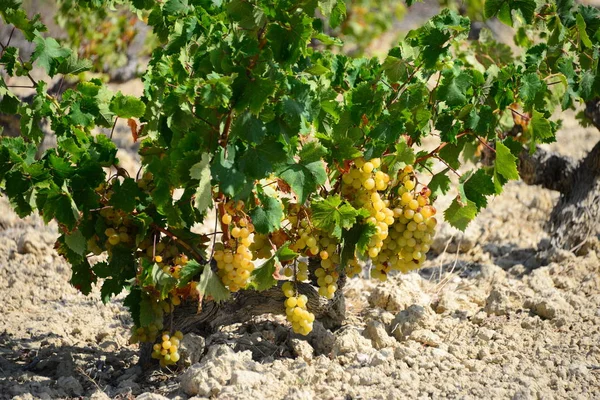 Nature Foliage Grapes Tree Grow Leaves — Stock Photo, Image