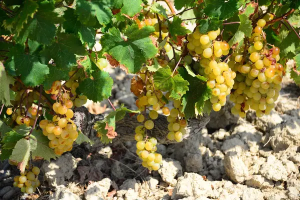 Druivenstokken Fruitboom — Stockfoto