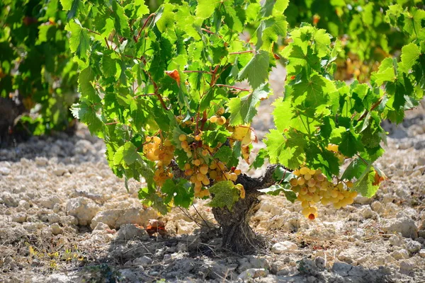 Racimos Vid Uva Árbol Frutal —  Fotos de Stock