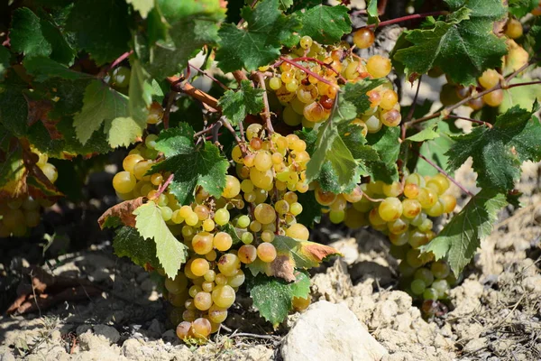 Vinrankor Vinstocken Spanien — Stockfoto