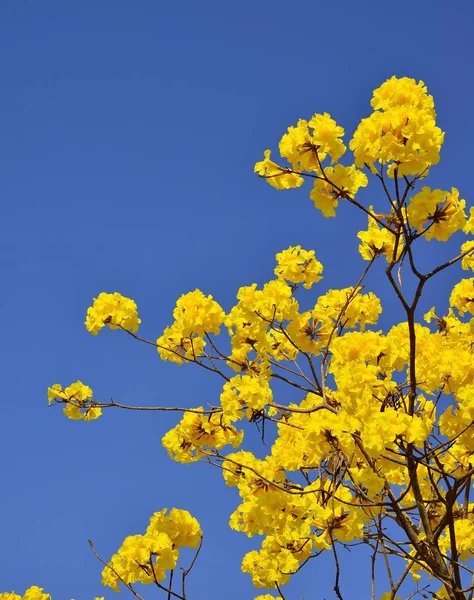 Goldener Baum Blüht Vereinzelt Blauen Himmel — Stockfoto