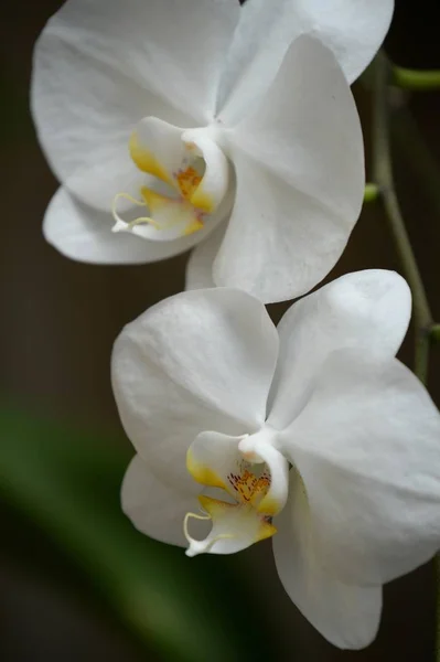 Een Close Shot Van Een Orchidee Buitenshuis — Stockfoto