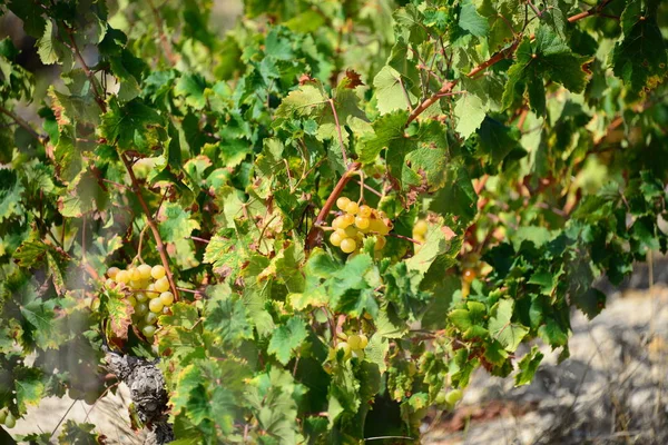 Wijngaarden Landbouwbedrijven Het Platteland — Stockfoto