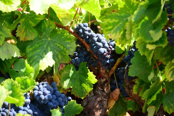 Natureza Folhagem Árvore Uvas Crescem Com Folhas — Fotografia de Stock