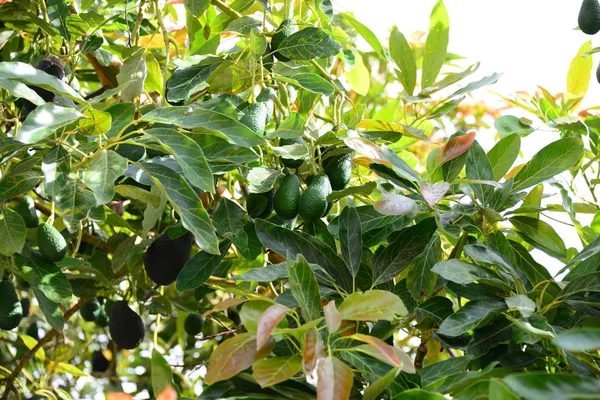 Авокадо Листя Флора — стокове фото
