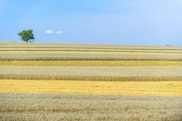 Árpa Mezőgazdasági Gabonapehely — Stock Fotó