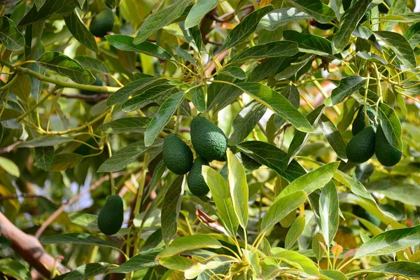 Avocadobaum Blätter Und Flora — Stockfoto