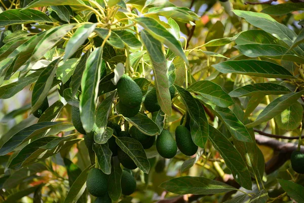 Avocado Albero Foglie Flora — Foto Stock