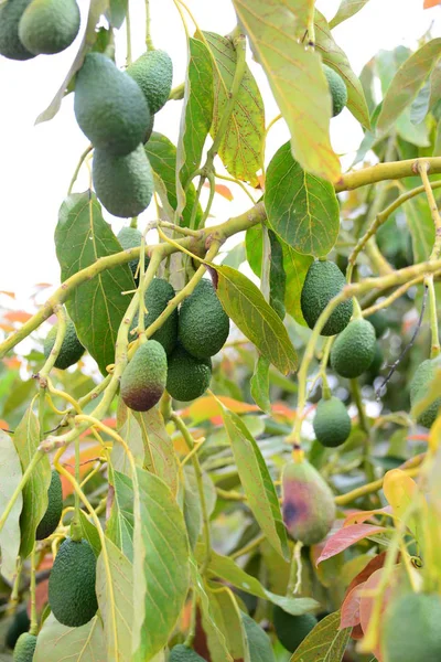 Avocadobaum Blätter Und Flora — Stockfoto