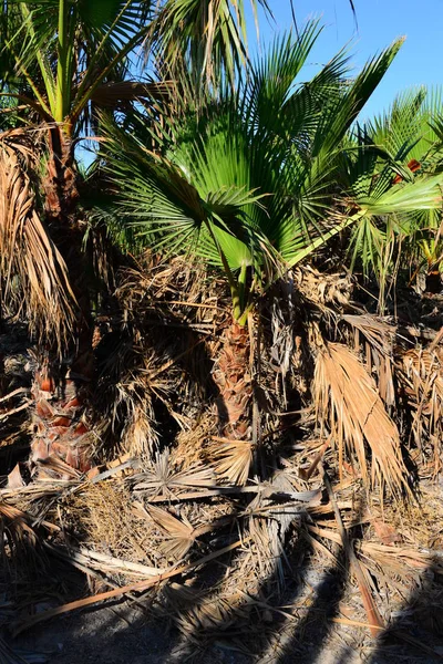 Palmblätter Spanien — Stockfoto