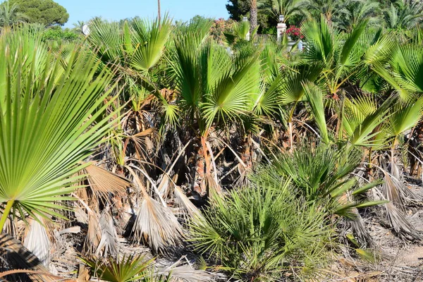 Foglie Palma Flora Natura Ambiente — Foto Stock