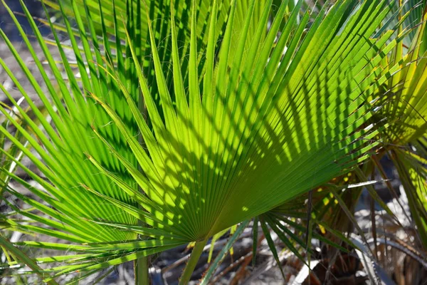 Liście Palmy Flora Przyrodzie Środowisko — Zdjęcie stockowe