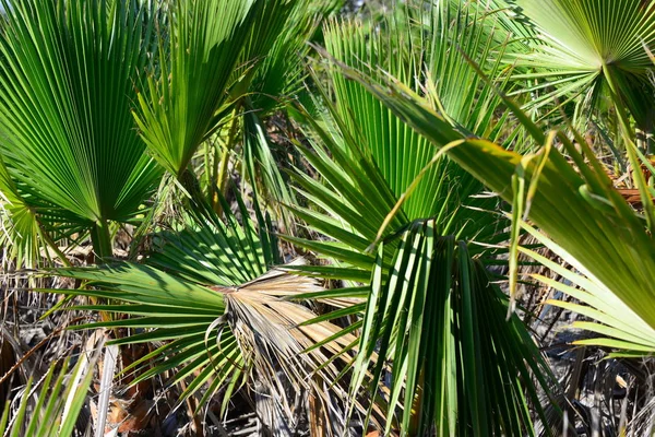 Palmblätter Flora Der Natur Umwelt — Stockfoto