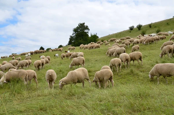 Moutons Domestiques Sur Pâturage — Photo