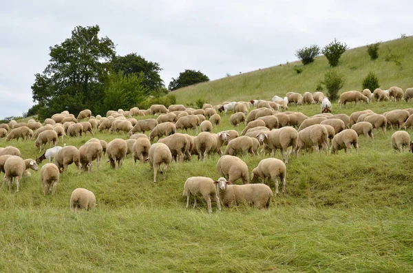 Vue Panoramique Sur Campagne Orientation Sélective — Photo