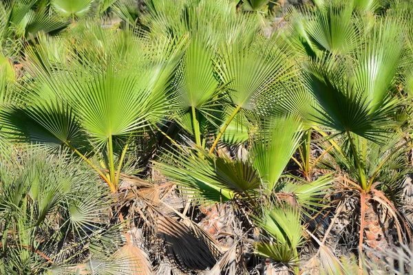 Palmbladeren Flora Natuur Milieu — Stockfoto