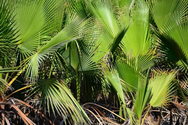 Palmblad Flora Naturen Miljö — Stockfoto