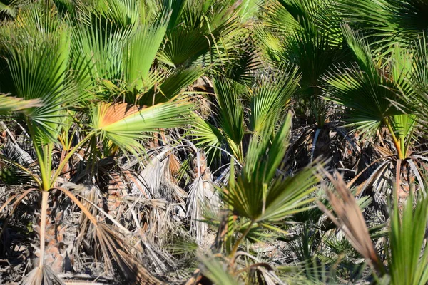 Palm Leaves Spanyolországban — Stock Fotó