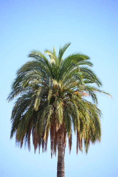Folhas Palmeira Flora Natureza Meio Ambiente — Fotografia de Stock