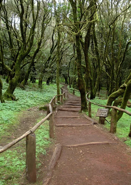 Gomera Vandringsled Garajonay Nationalpark — Stockfoto