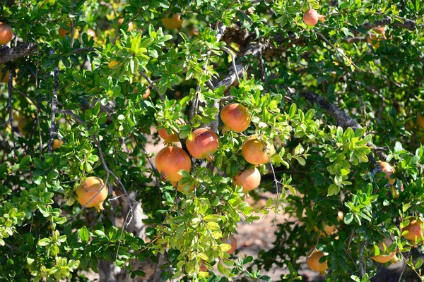 Pomegranate Tree Fruits Tree Leaves — Stock Photo, Image