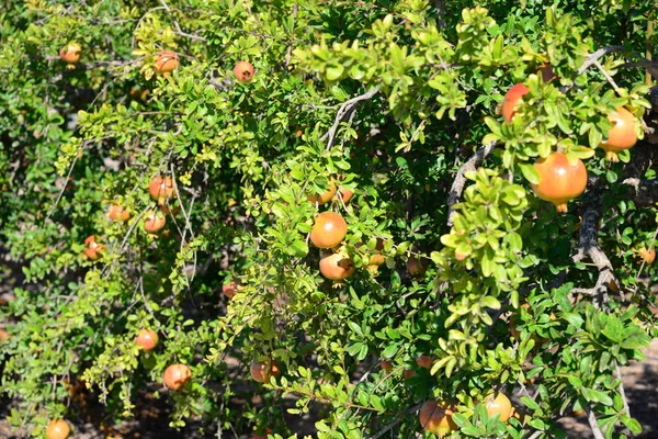 pomegranate tree, fruits tree with leaves