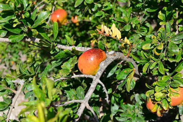 Sommità Melograno Albero Frutto — Foto Stock