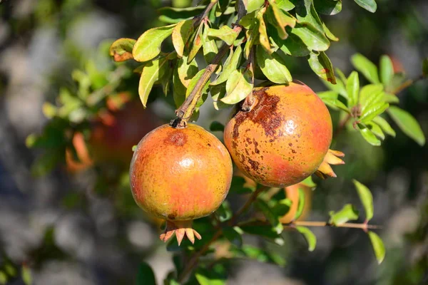 pomegranate tree, fruits tree with leaves