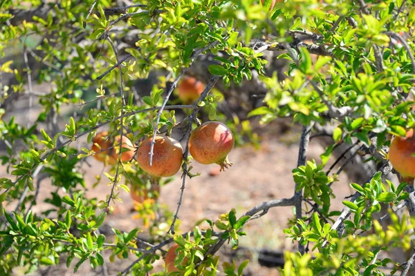 Granatapfelbaum Obstbaum Mit Blättern — Stockfoto