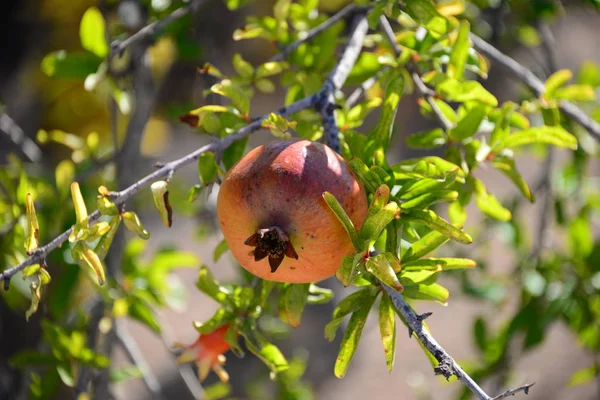 pomegranate tree, fruits tree with leaves