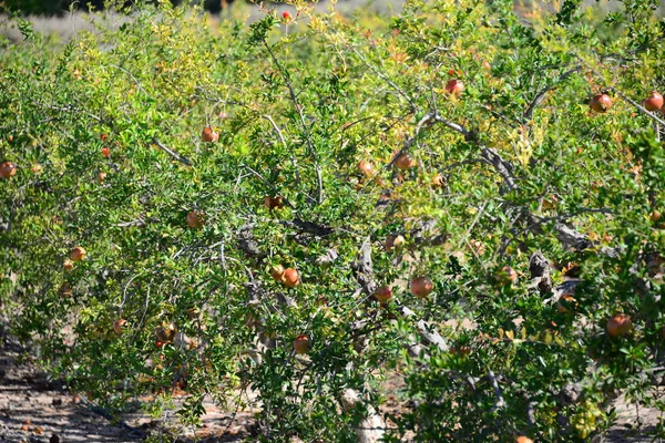 石榴果树 植物和叶子 — 图库照片
