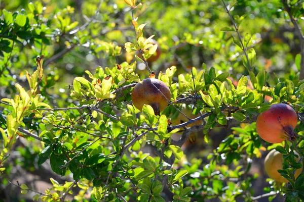 Sommità Melograno Albero Frutto — Foto Stock