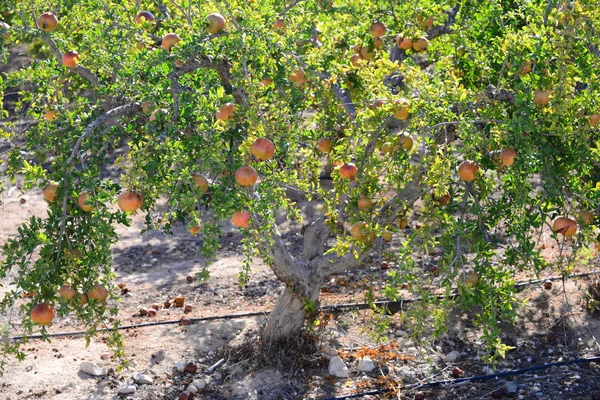 Gránátalma Gyümölcsfa Flóra Levelek — Stock Fotó