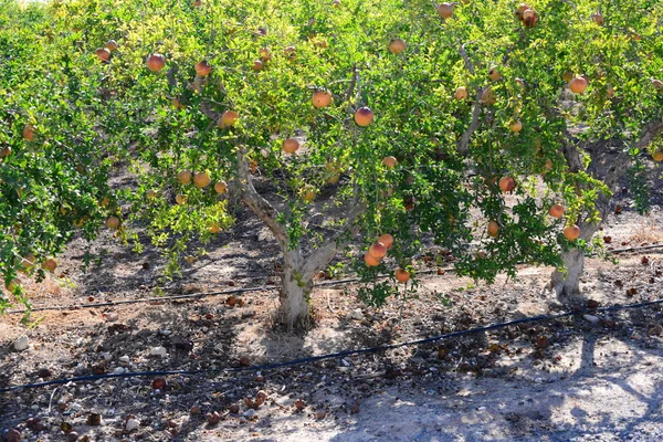 Naturaleza Hermosa España — Foto de Stock