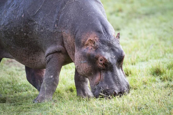 Grazing Hippopotamus Masai Mara Kenya East Africa — 图库照片