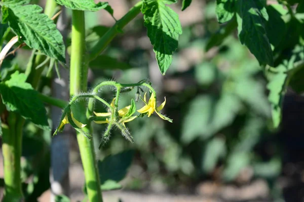 Ανθός Ντομάτας Χλωρίδα Φυτών — Φωτογραφία Αρχείου