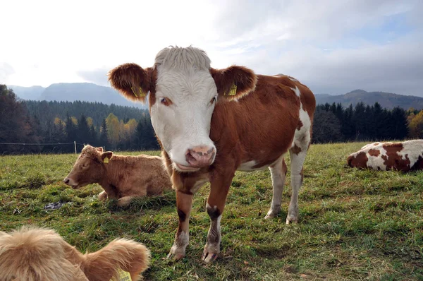 Landschappelijke Visie Landbouw Het Platteland — Stockfoto