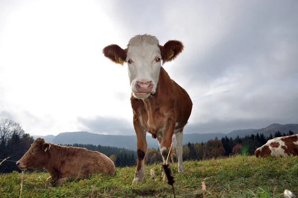 Landschappelijke Visie Landbouw Het Platteland — Stockfoto