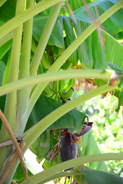 Plante Tropicale Banane — Fotografie, imagine de stoc
