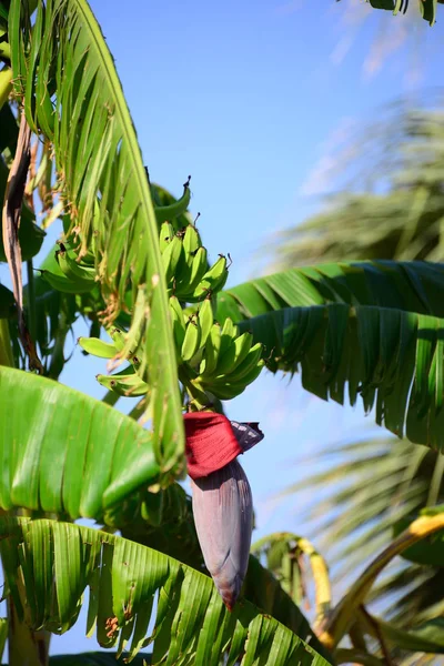 Albero Banane Giardino Foglie Frutti Piante — Foto Stock