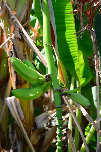 Bananeira Verde Árvore Frutos — Fotografia de Stock