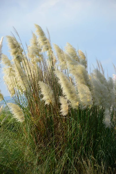 Seagrass Flora Foliage Nature — Stock Photo, Image