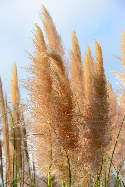 Seagrass Flora Foliage Nature — стоковое фото