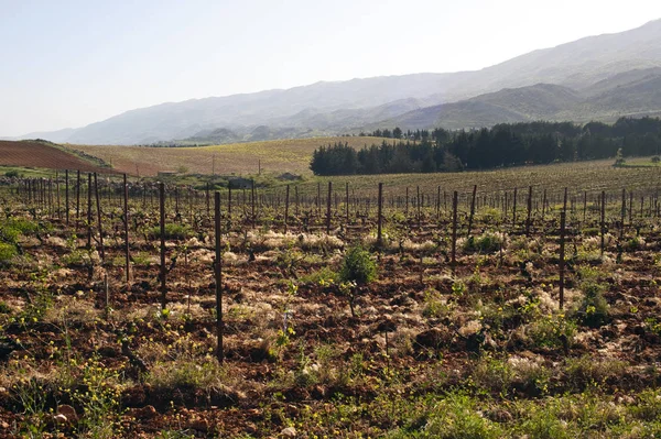 Liban Jest Jednym Najstarszych Miejsc Produkcji Wina Świecie — Zdjęcie stockowe
