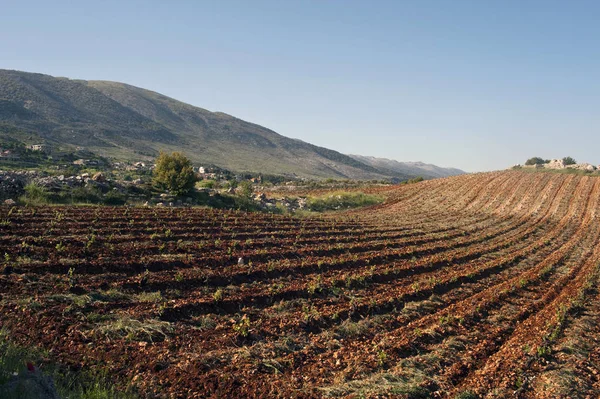 Viticultura Líbano Uno Los Lugares Más Antiguos Producción Vinícola Del — Foto de Stock