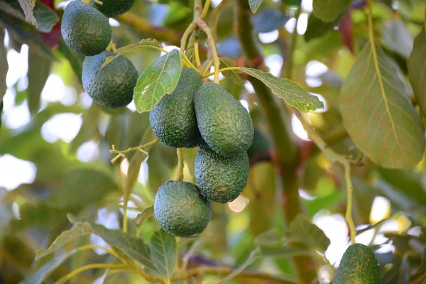 avocados on tree, green leaves, flora and foliage