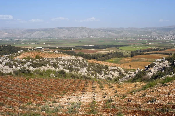 Αμπελουργία Λίβανος Είναι Ένας Από Τους Παλαιότερους Χώρους Οινοπαραγωγής Στον — Φωτογραφία Αρχείου