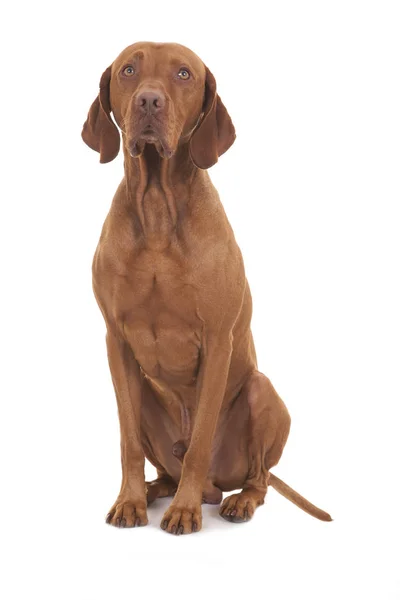 Vizsla Hond Zittend Witte Achtergrond — Stockfoto